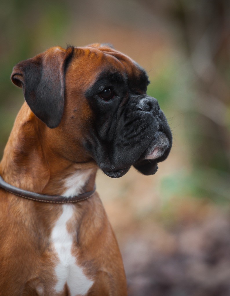 Pirata de boxer de villa-nika