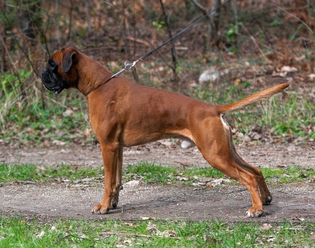 Pirata de boxer de villa-nika