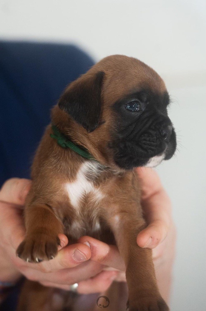 con Tilia - Chiot disponible  - Boxer