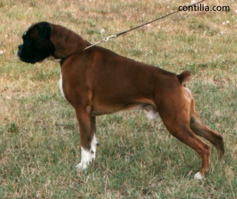 CH. Dandy Della cadormare