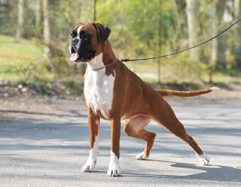 Nini di boxerita