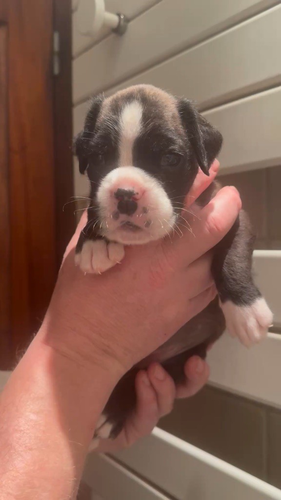con Tilia - Chiots disponibles - Boxer