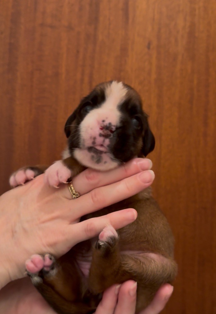 con Tilia - Boxer - Portée née le 13/08/2025