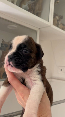 CHIOT 4