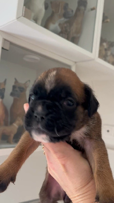 CHIOT 7