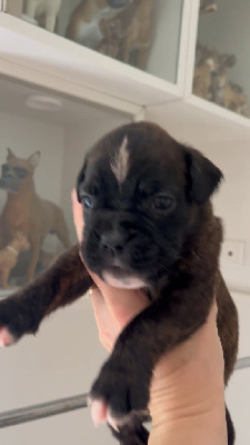 CHIOT 6