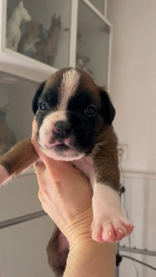 CHIOT 2