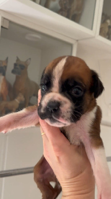 CHIOT 3