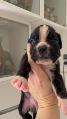 CHIOT 5