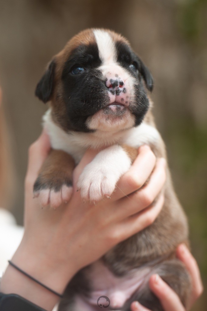 con Tilia - Chiots disponibles - Boxer