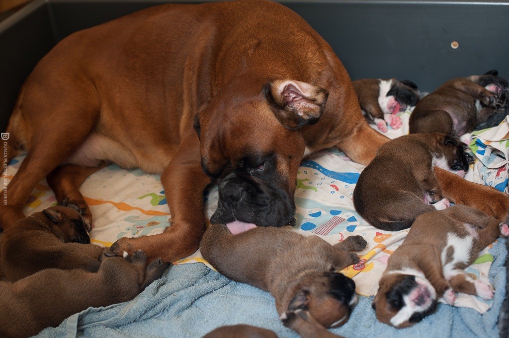 Chiot Boxer con Tilia