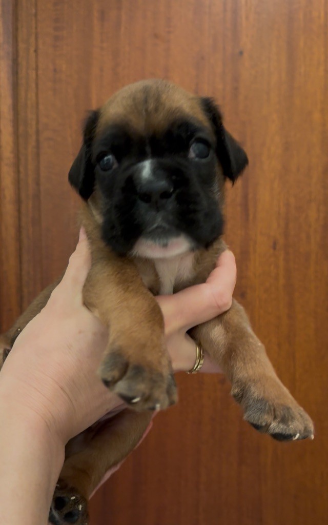 con Tilia - Chiots disponibles - Boxer