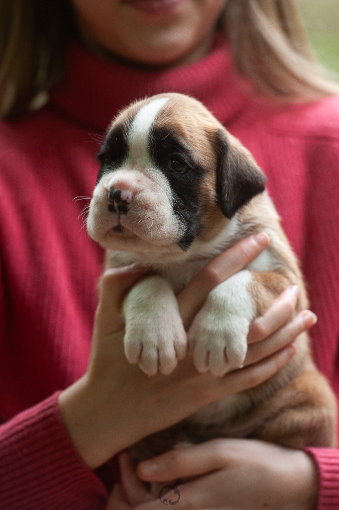 con Tilia - Chiots disponibles - Boxer