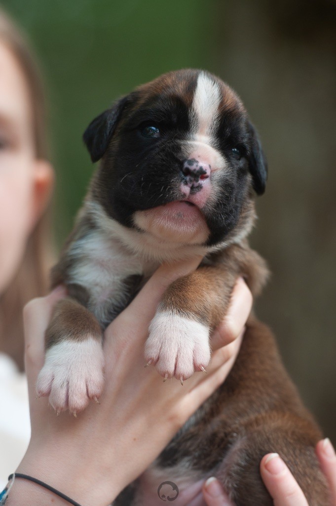 con Tilia - Chiots disponibles - Boxer