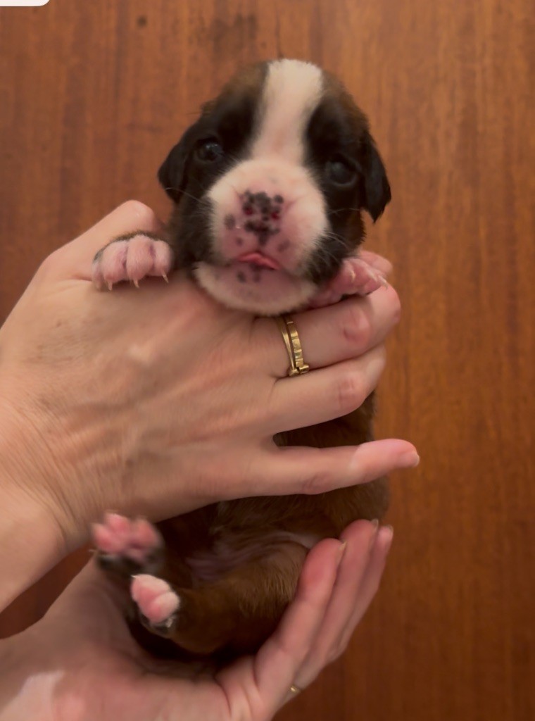 con Tilia - Chiots disponibles - Boxer